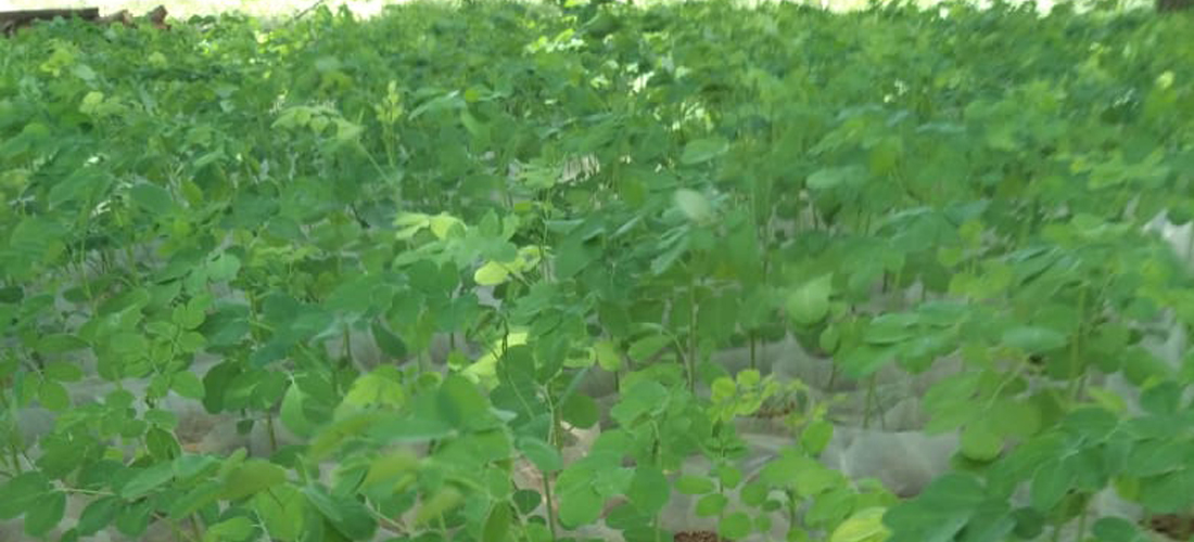 Moringa Plant Nursery in farm