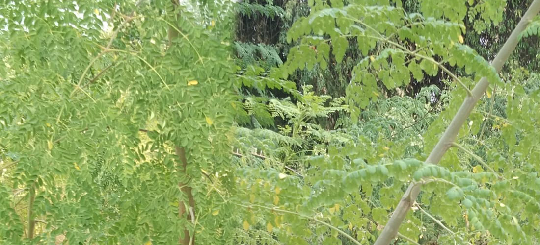 Moringa Growing Naturaly