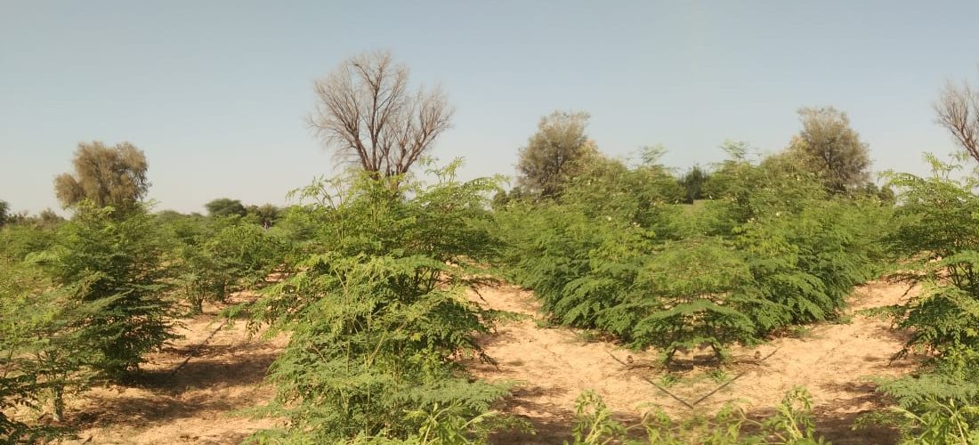 Moringa Tree