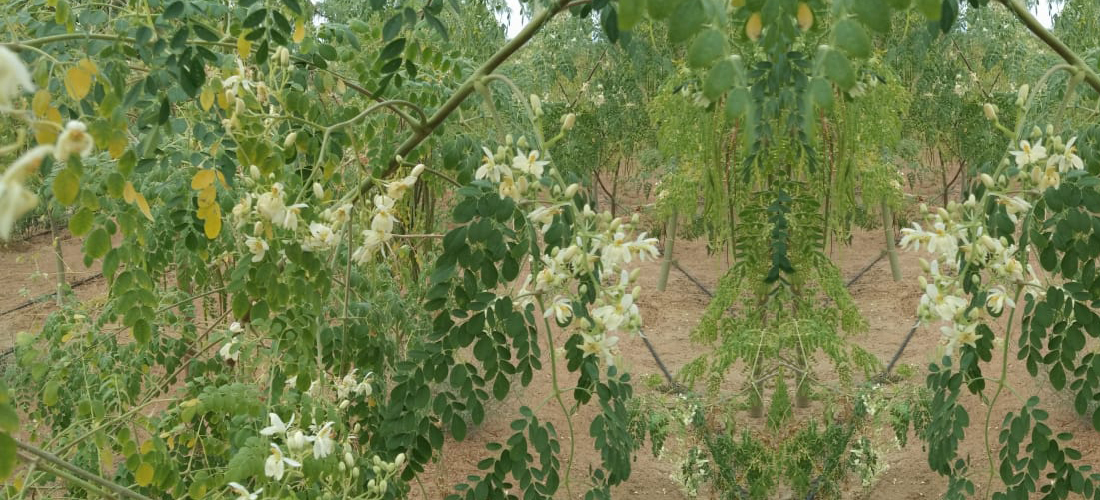 Moringa Tree Full Farm Field